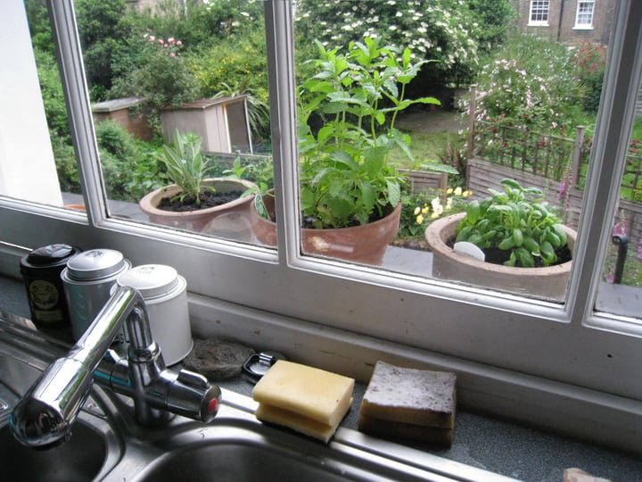 jardín de hierbas para ventanas en el fregadero de la cocina