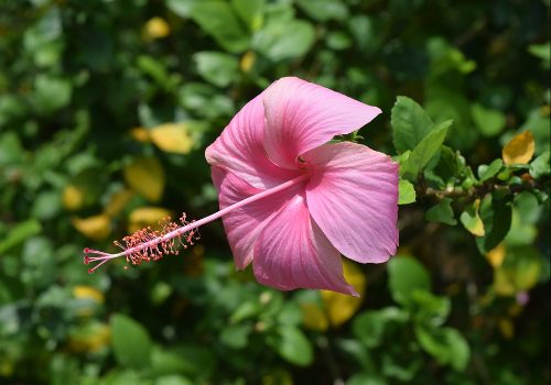 Descripción botánica del hibisco Rosa Sinensis