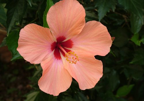 Fórmula Floral del Hibisco Rosa Sinensis