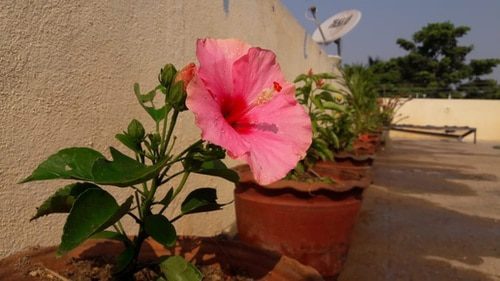 flor de hibisco en maceta