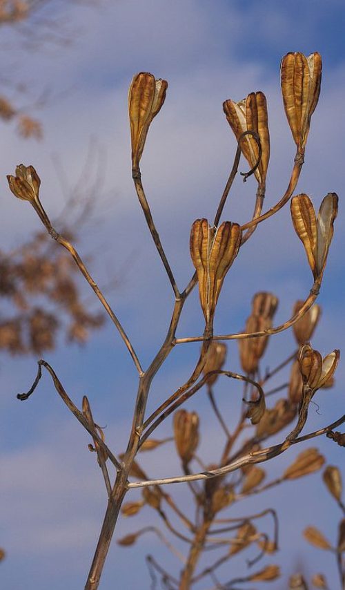 Cuidados de la planta de hibisco en invierno