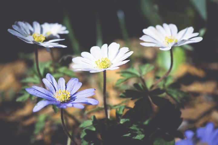 anemone blanda flor