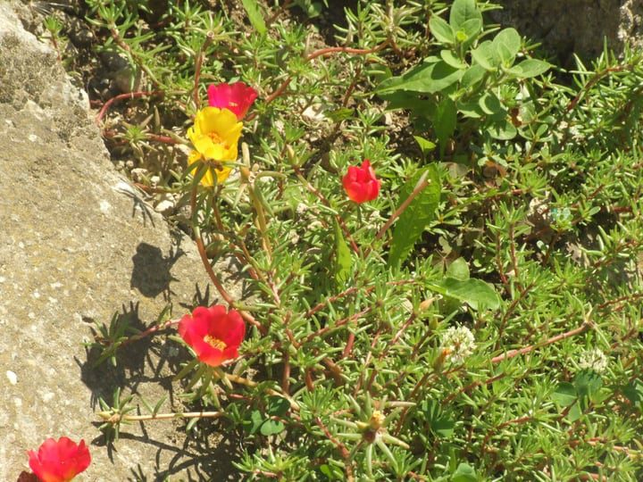 flores de anémona que crecen en suelo húngaro