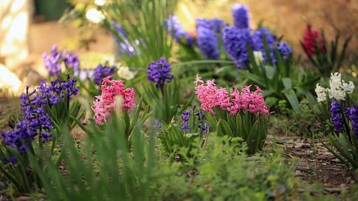 coloridas flores de jacinto