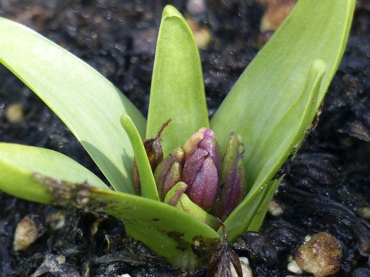 jacinto flor de primavera