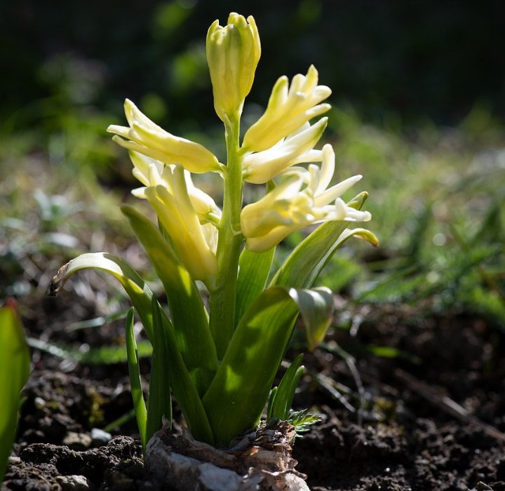 flor de jacinto necesidad de sol