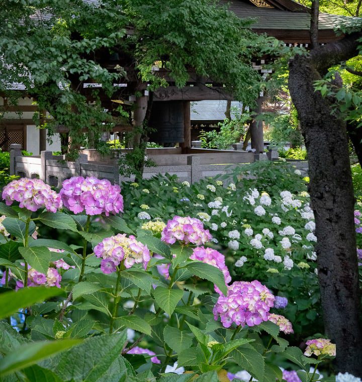 hortensias en japón