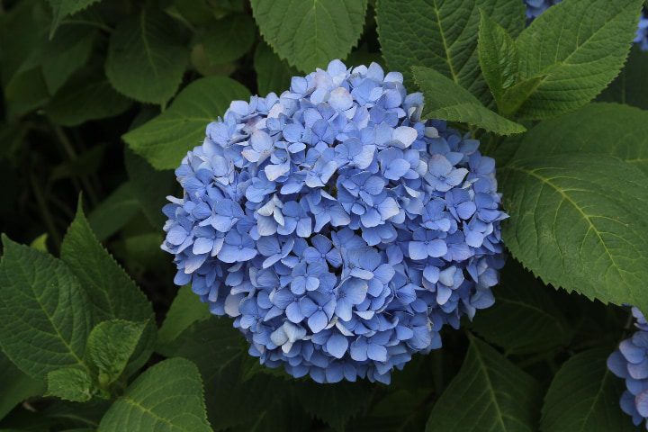 hydrangea macrophylla nikko blue