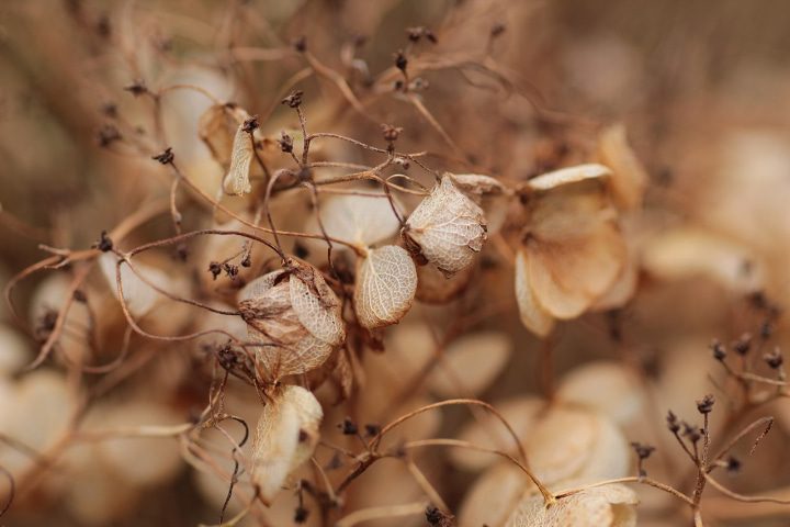 semillas de hortensias