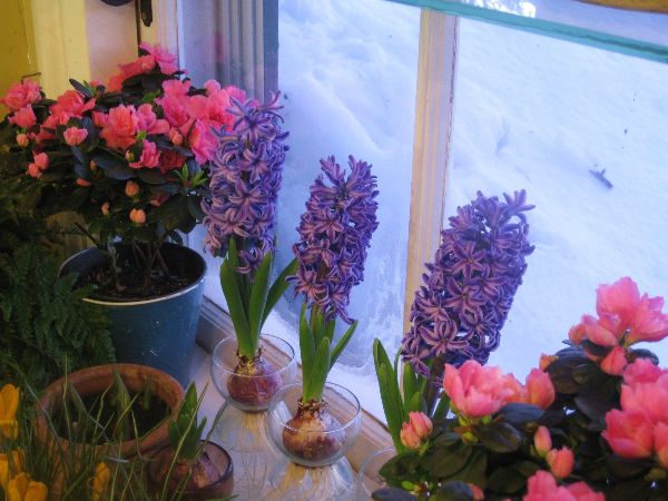 Ideas de jardinería de interior en invierno