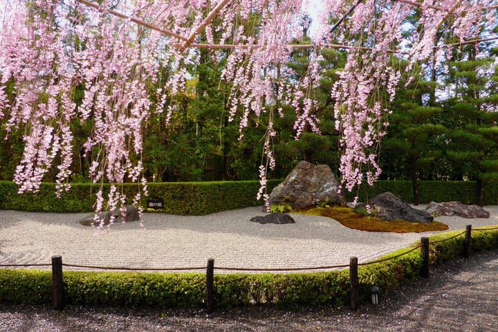 jardín de glicinas japonesas