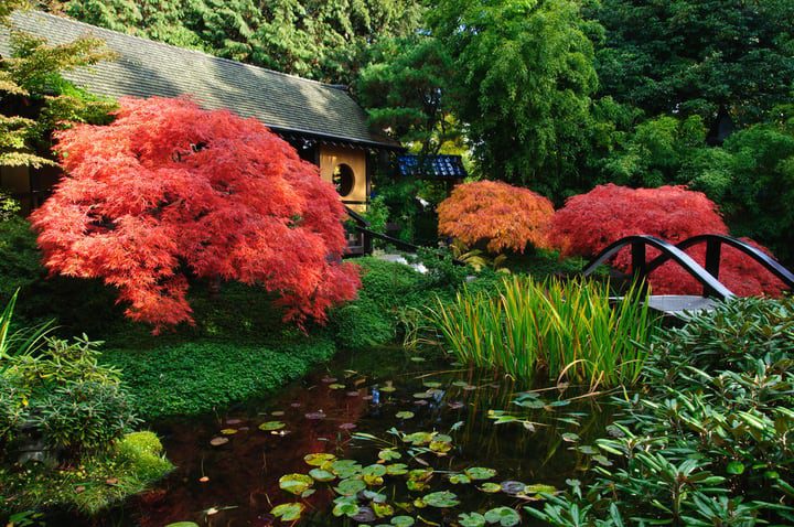 plantas de colores en el jardín japonés