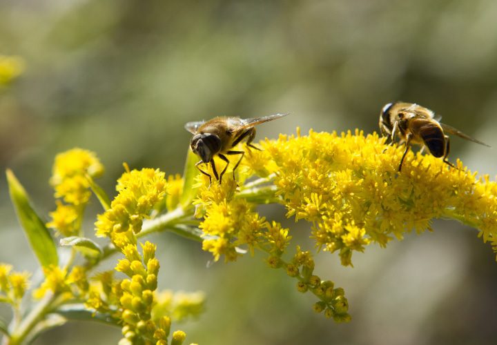 abejas polinizando flores silvestres