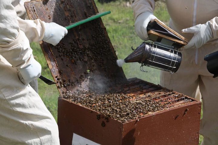 ahumar abejas para cosechar miel