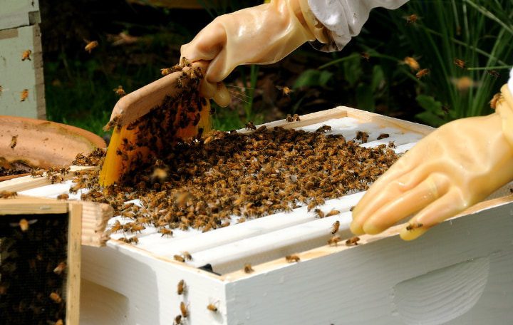 apartar las abejas para cosechar la miel