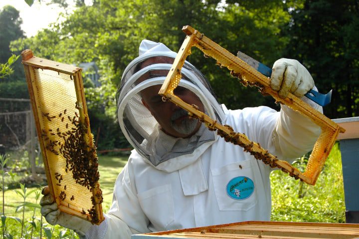 marcos de colmena para abejas