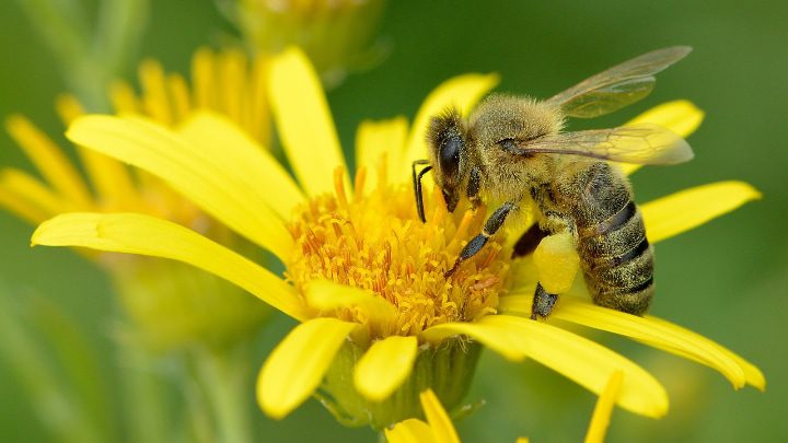 abeja melífera occidental apis mellifera