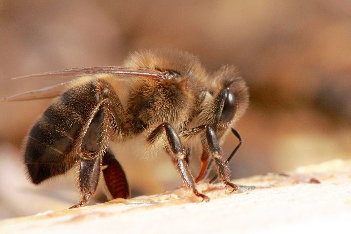 abeja melífera alemana oscura apis mellifera mellifera