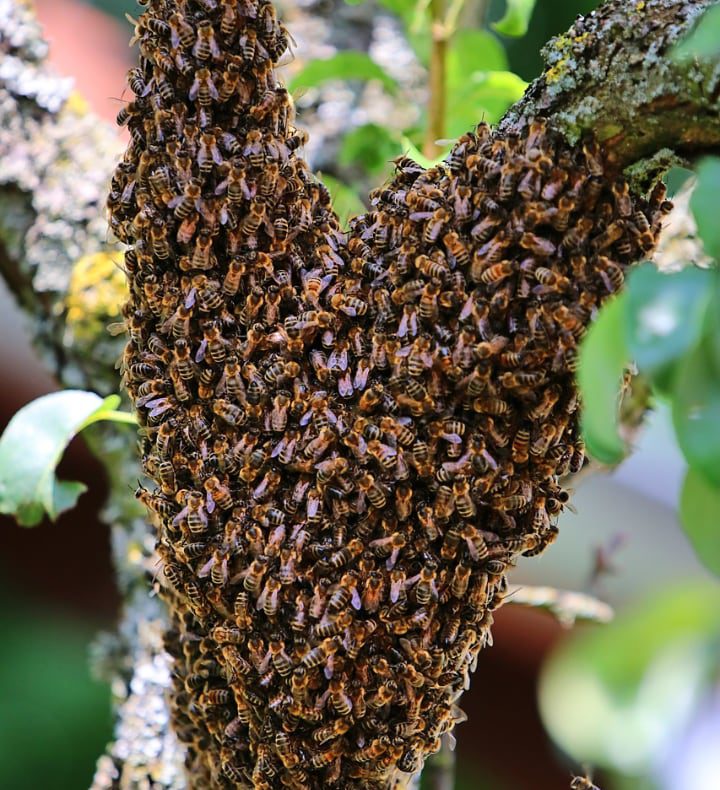 evitar que las abejas formen un enjambre