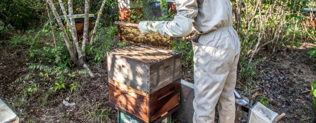 Guía para la cría de abejas y cómo elegir un traje para abejas