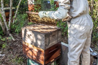Guía para la cría de abejas y cómo elegir un traje para abejas