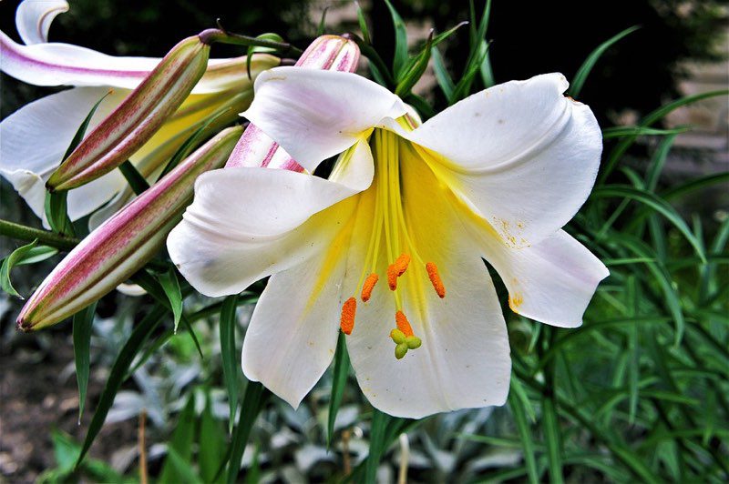 flor de lirio con fragancia de junio