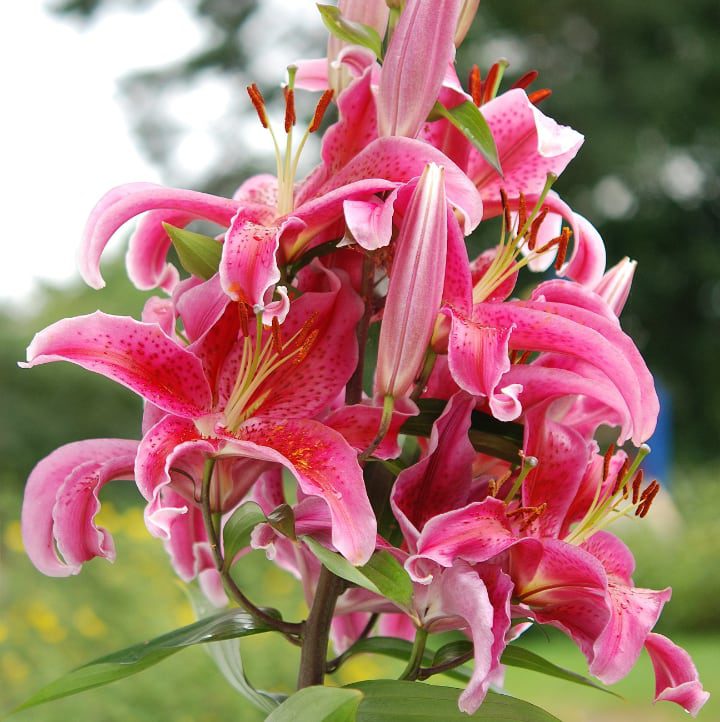 flor de lirio híbrido oriental stargazer