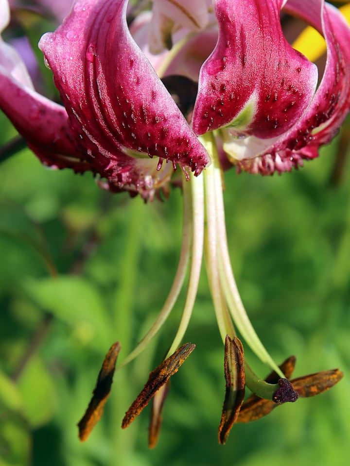 flor de lirio martagón