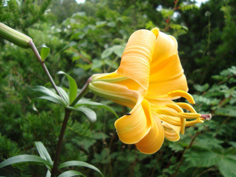 flor de lirio amarillo