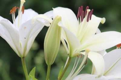 How to Grow Gorgeous Lilies