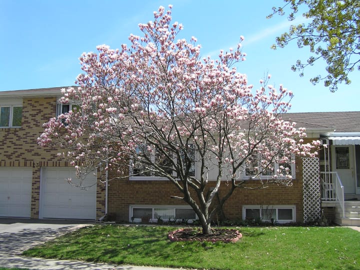 magnolio en el jardín delantero