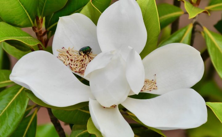 escarabajo polinizando una flor de magnolia