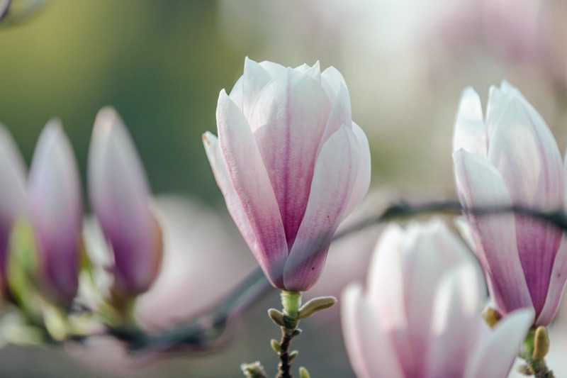 magnolio en flor