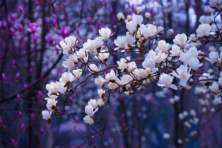 magnolias blancas y moradas