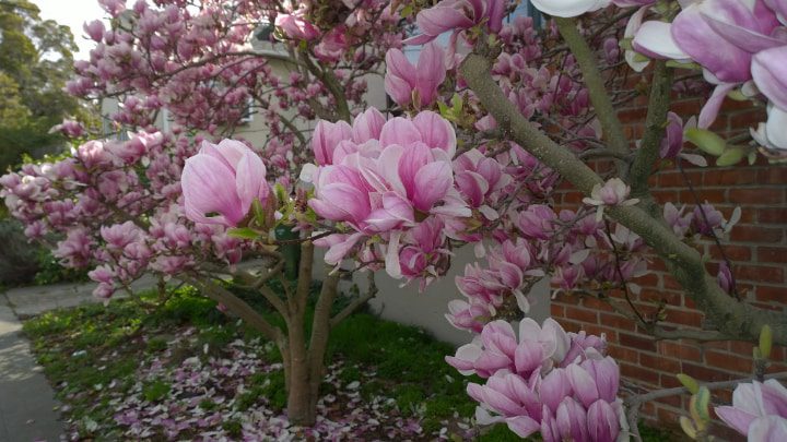 magnolio del platillo