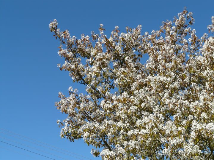 magnolia stellata árbol de tamaño medio