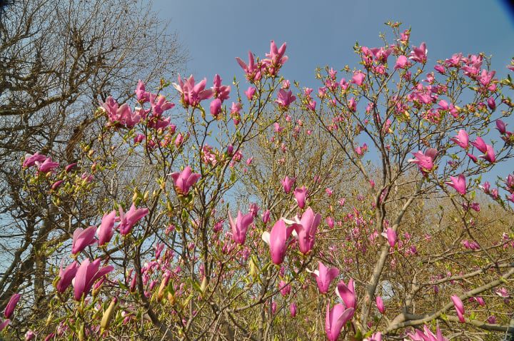 lirio magnolio