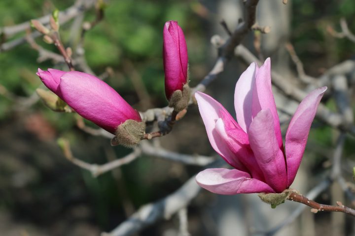 lirio púrpura magnolio