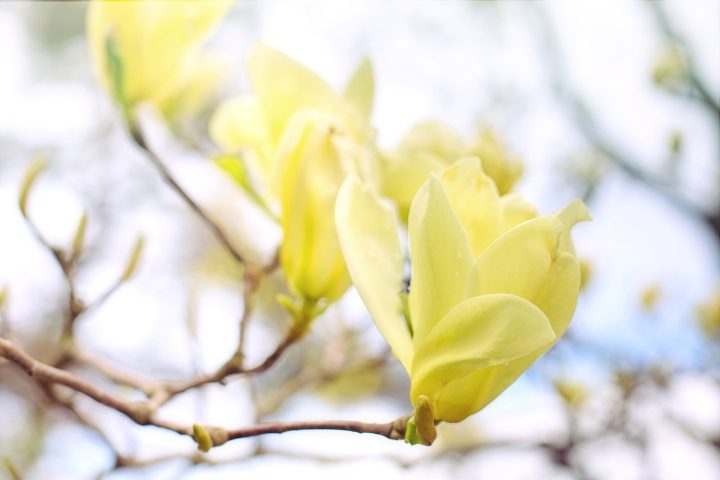 magnolio mariposa amarillo