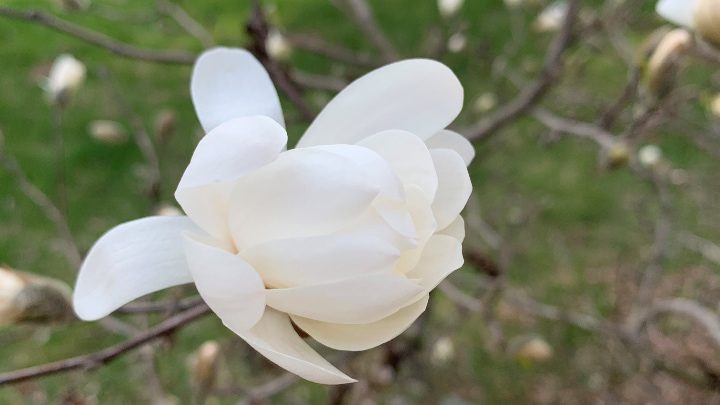 flor de magnolia de anís