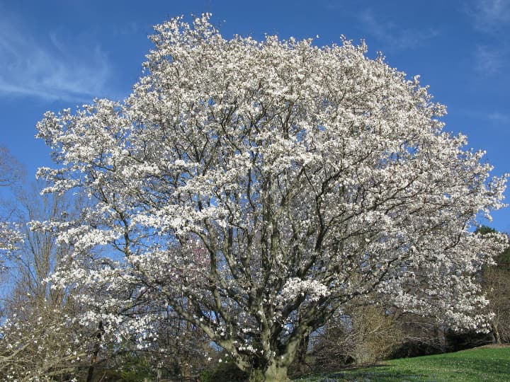 magnolio de anís