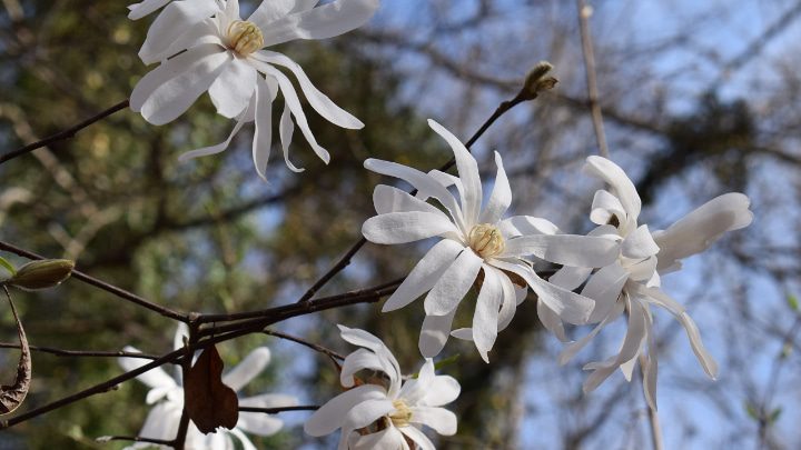 flores del magnolio de loebner