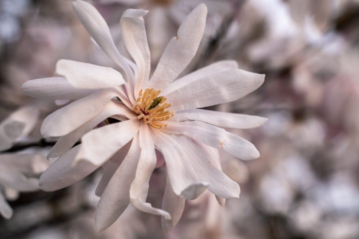 magnolio estrella real