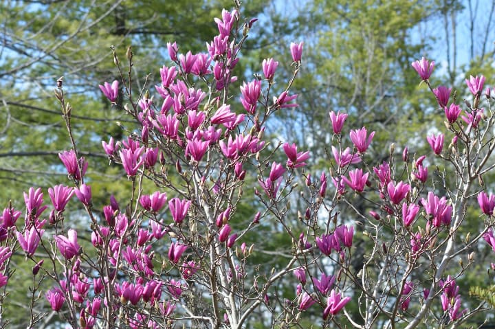 magnolia japonesa tulipán