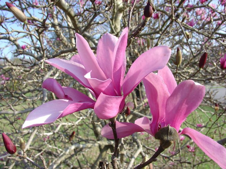 magnolio japonés
