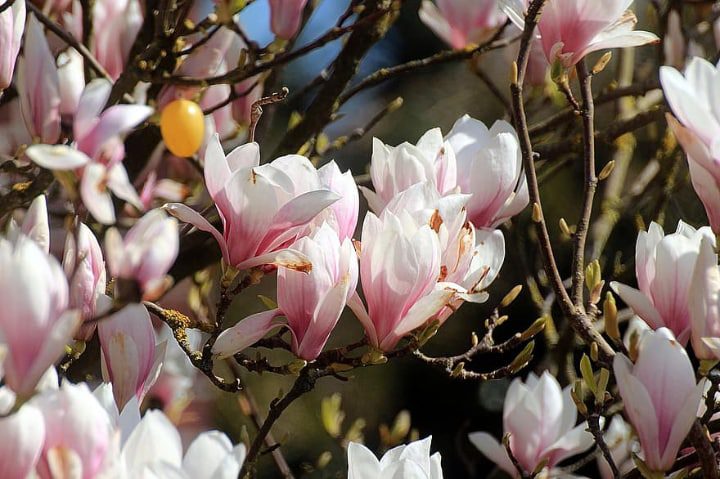 flores del magnolio tulipán