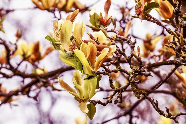 árbol del pepino magnolia