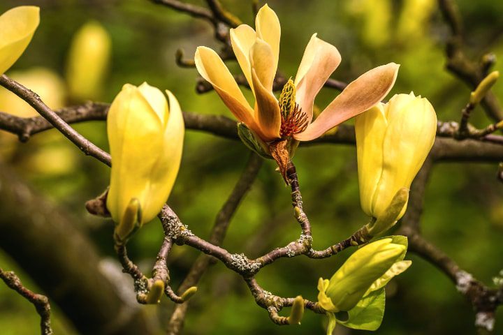 flor del magnolio del pepino