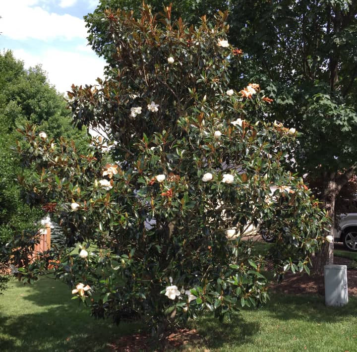 magnolio del sur