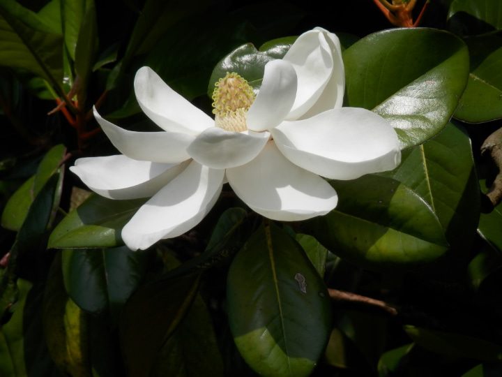 flor del magnolio del sur